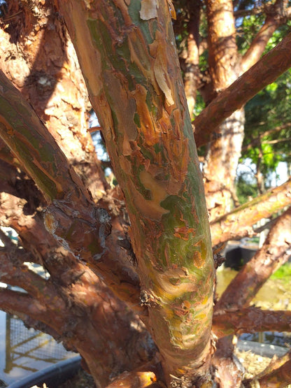 Pin de padure multitulpinal / Pinus Sylvestris /