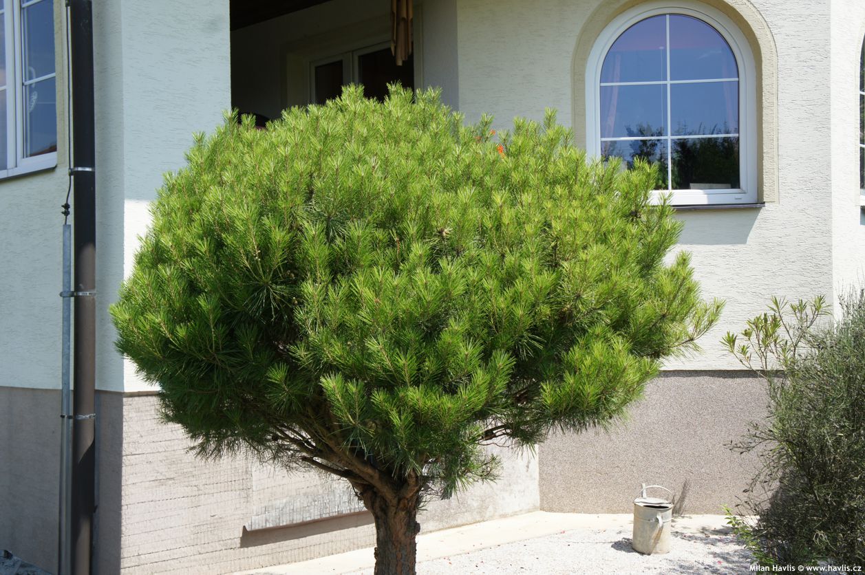 Pin rosu japonez "Alice Verkade" pomisor / Pinus densiflora "Alice Verkade" / - Gradina Noastra