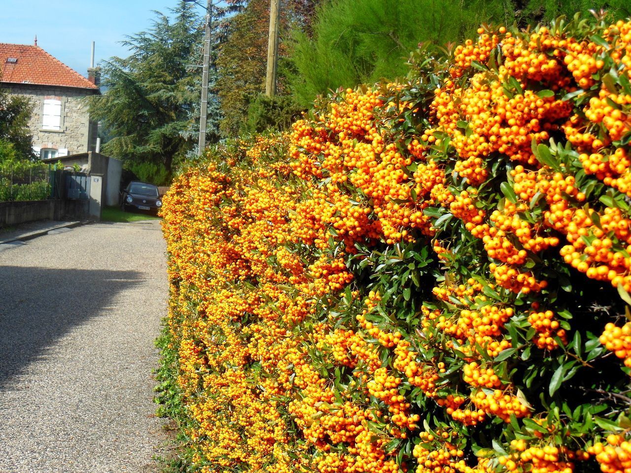 Catina ornamantala galbena 1.20 - 1.50 m / Pyracantha coccinea "Soleil D,or"/