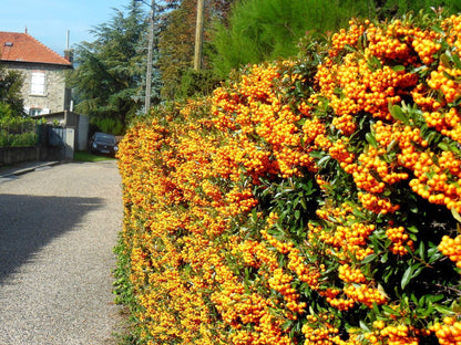 Catina ornamantala galbena 1.20 - 1.50 m / Pyracantha coccinea "Soleil D,or"/