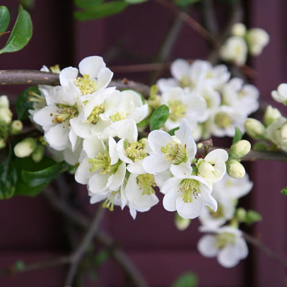 Gutui japonez mix/buc /Chaenomeles japonica mix / buc/ - Gradina Noastra