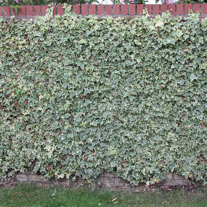 Iedera "Elegantissima" / Hedera helix "Elegantissima"/