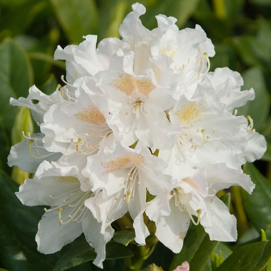 Rododendron diferite soiuri mix/buc/ Rhododendron hybrid mix/buc / - Gradina Noastra