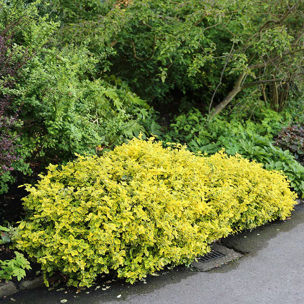 Salba aurie „Emerald Gold” / Euonymus fortunei "Emerald Gold"/