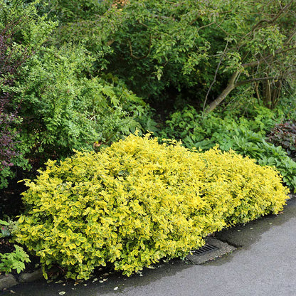 Salba aurie „Emerald Gold” / Euonymus fortunei "Emerald Gold"/