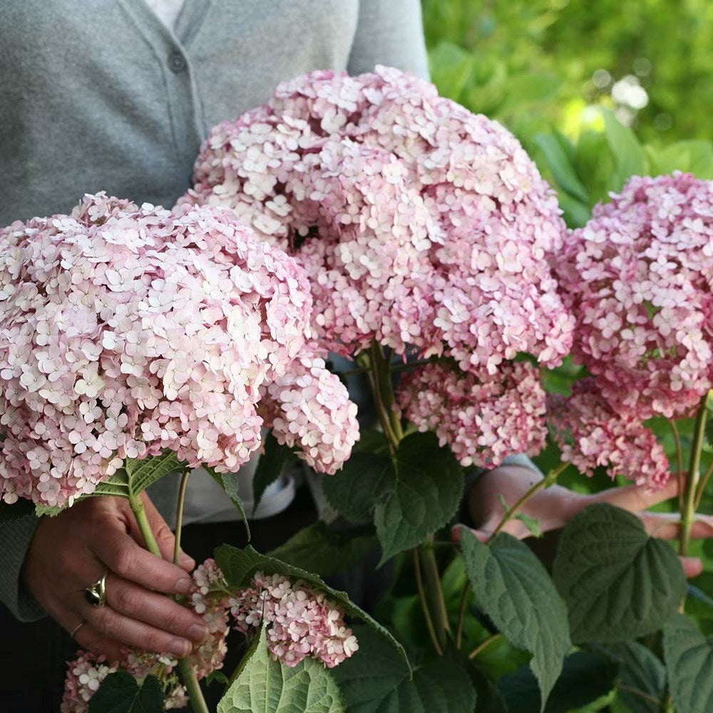 Hortensia "Sweet Annabelle" / Hydrangea arborescens "Sweet Annabelle"/