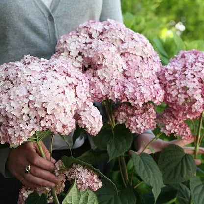 Hortensia "Sweet Annabelle" / Hydrangea arborescens "Sweet Annabelle"/
