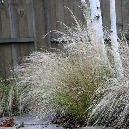 Stipa tenuissima "Pony Tails"