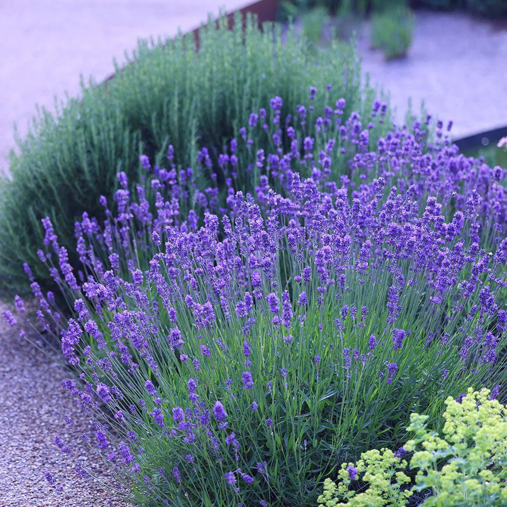 Lavanda Englezeasca  "Munstead" - /Lavandula angustifolia "Munstead"/ - Gradina Noastra