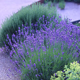 Lavanda Englezeasca  "Munstead" - /Lavandula angustifolia "Munstead"/ - Gradina Noastra
