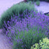 Lavanda Englezeasca  "Munstead" - /Lavandula angustifolia "Munstead"/ - Gradina Noastra
