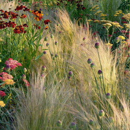 Stipa tenuissima "Pony Tails"