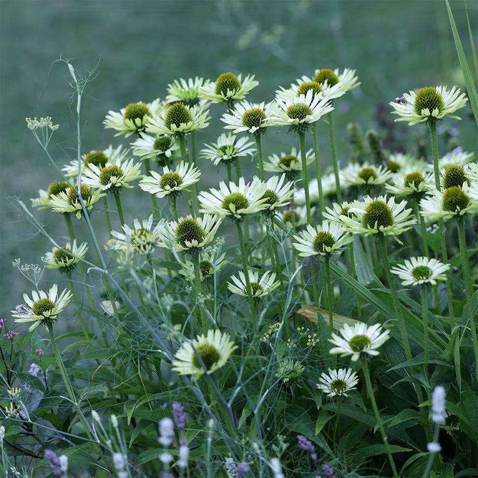 Echinacea purpurea &