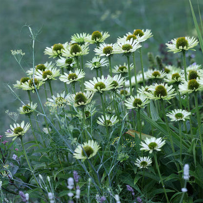 Echinacea purpurea &