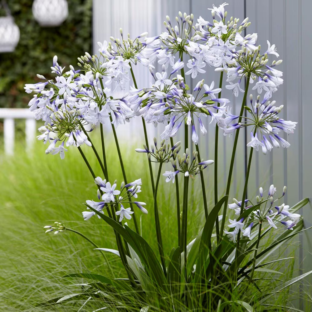 Agapanthus  mix