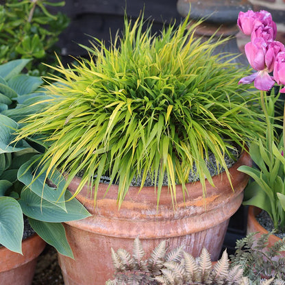 Hakonechloa macra "All Gold " /Hakonechloa macra "All Gold"/