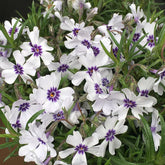 Phlox 3 culori / Phlox Subulata "Bavaria, Benita, G.F. Wilson, Fabulous Rose / - Gradina Noastra