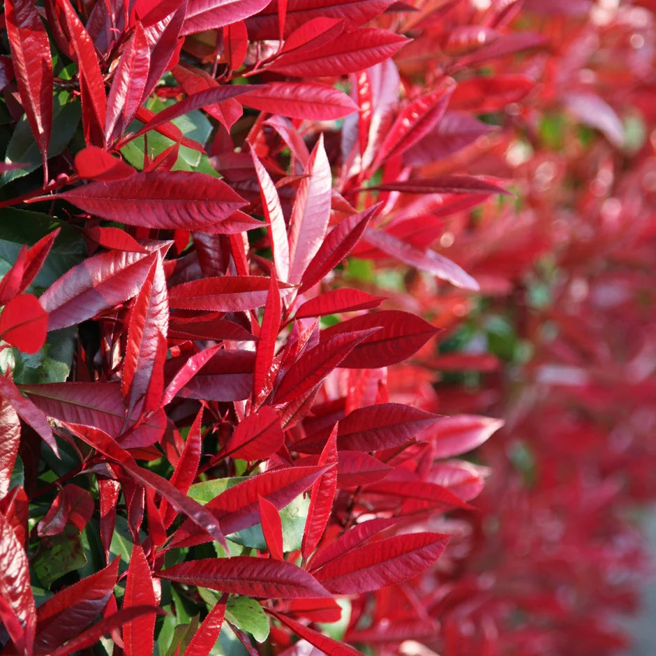 Photinia "Red Robin" Multitulpinala  /  Photinia serrulata "Red Robin" /