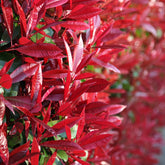 Photinia "Red Robin" minge / Photinia serulata "Red Robin"/ - Gradina Noastra