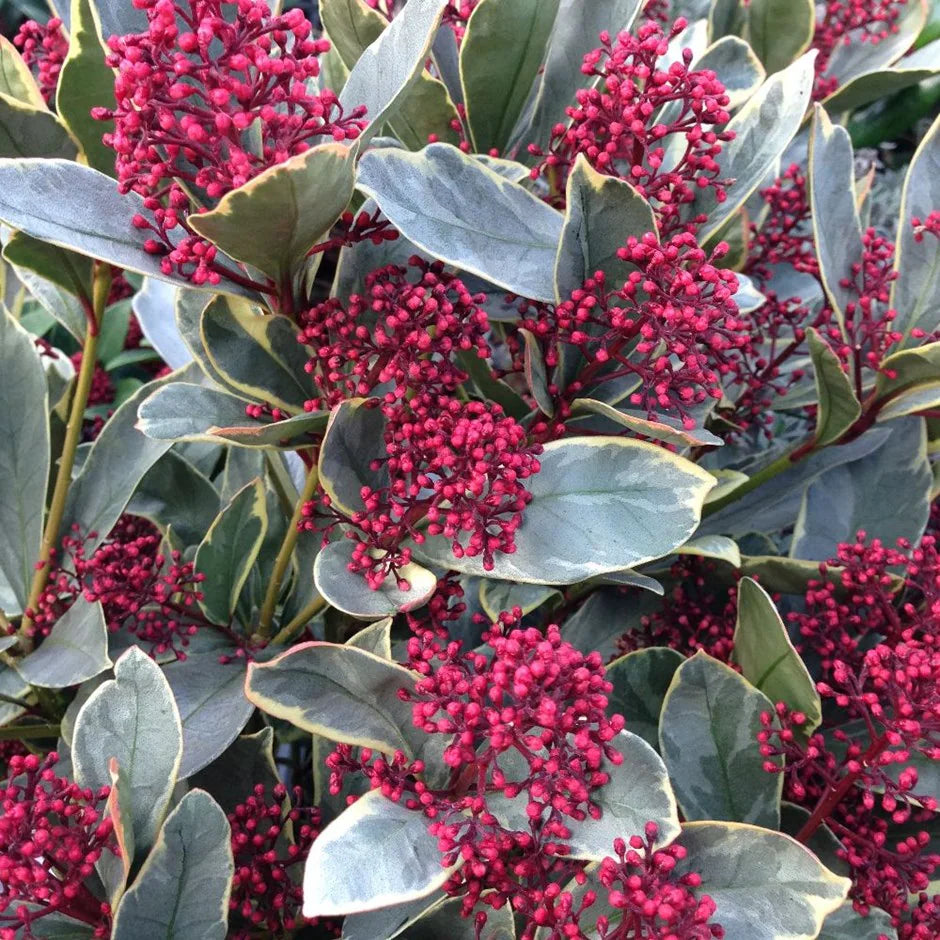 Liliac japonez &quot;Perosa&quot; 0.20 - 0.30 m / Skimmia japonica &