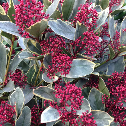 Liliac japonez &quot;Perosa&quot; 0.20 - 0.30 m / Skimmia japonica &