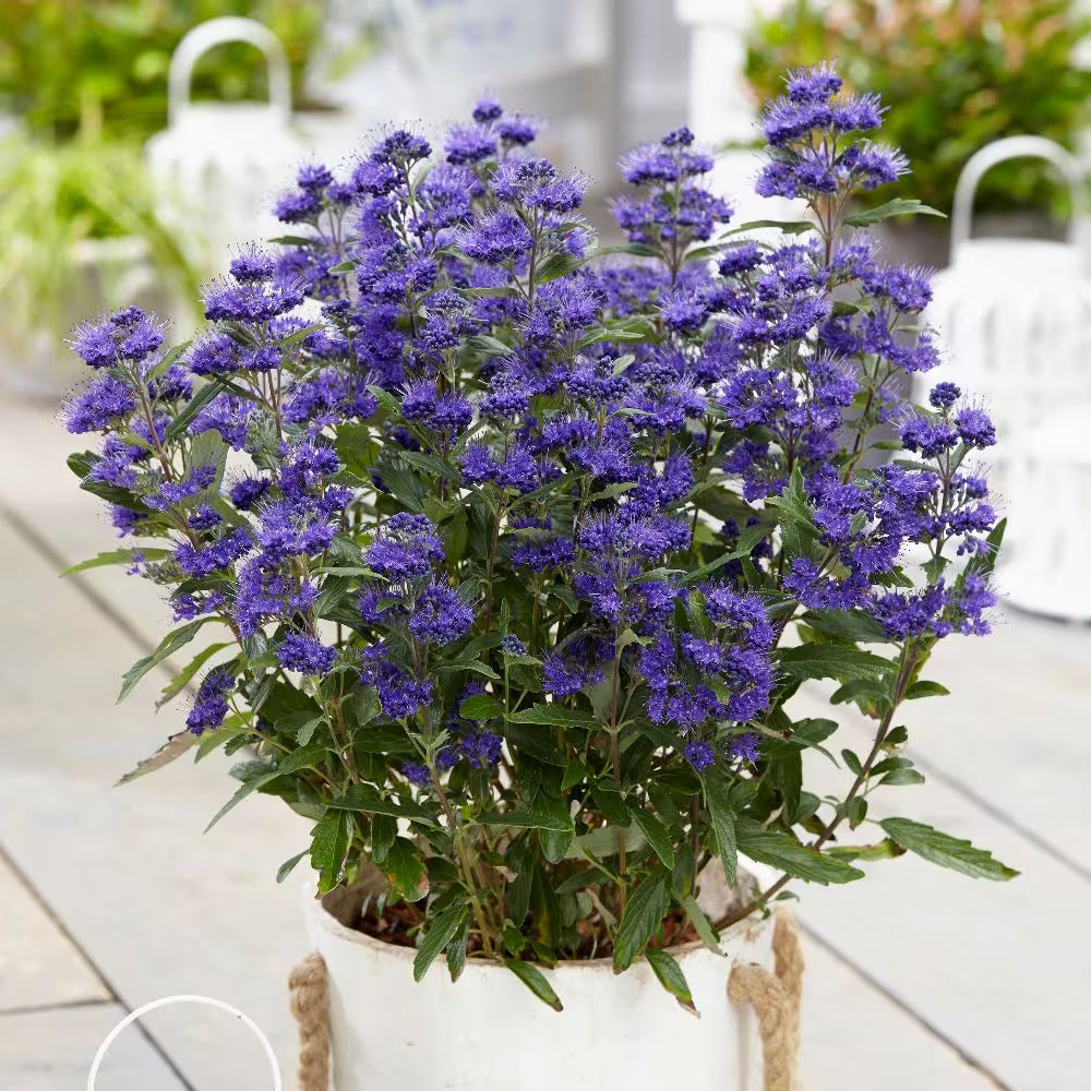 Caryopteris  ”Grand Bleu ” / Caryopteris x clandonensis ”Grand Bleu ” / - Gradina Noastra
