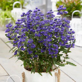 Caryopteris  ”Grand Bleu ” / Caryopteris x clandonensis ”Grand Bleu ” / - Gradina Noastra
