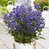 Caryopteris  ”Grand Bleu ” / Caryopteris x clandonensis ”Grand Bleu ” / - Gradina Noastra