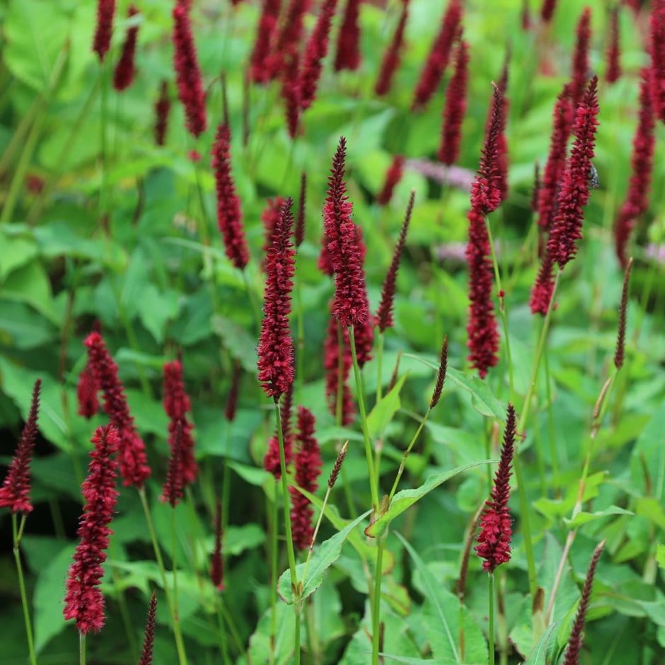 Persicaria amplexicaulis &