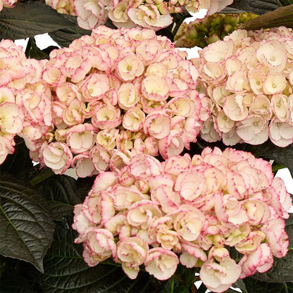 Hortensia "Black Diamonds Midnight Pearl" /Hydrangea macrophylla "Black Diamonds Midnight Pearl" /