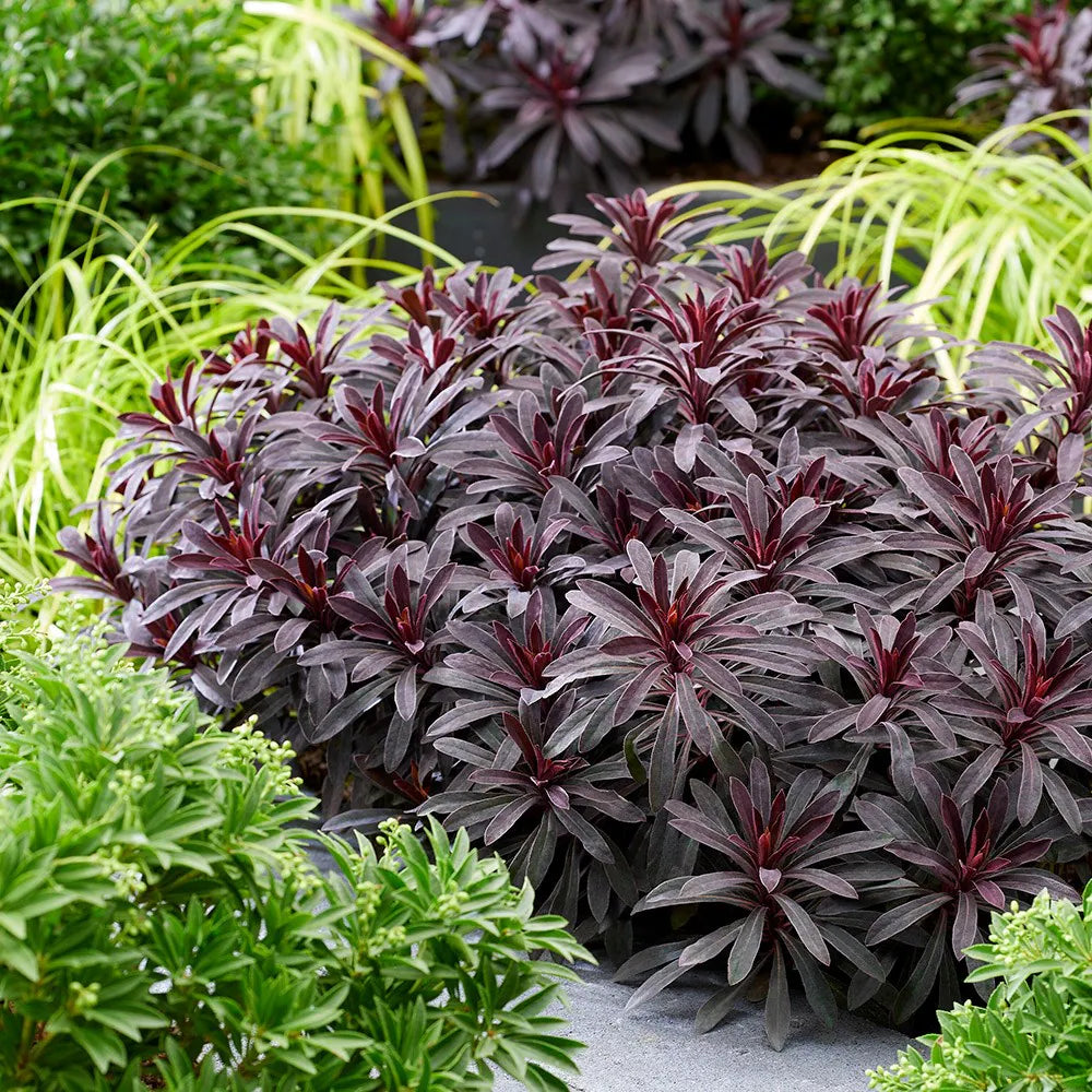 Euphorbia × martinii "Miner’s Merlot" - Gradina Noastra