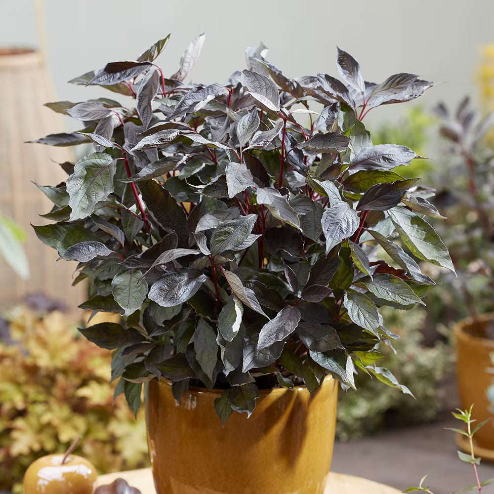 Corn „Nightfall" / Cornus alba „Nightfall"/ by gradina-noastra