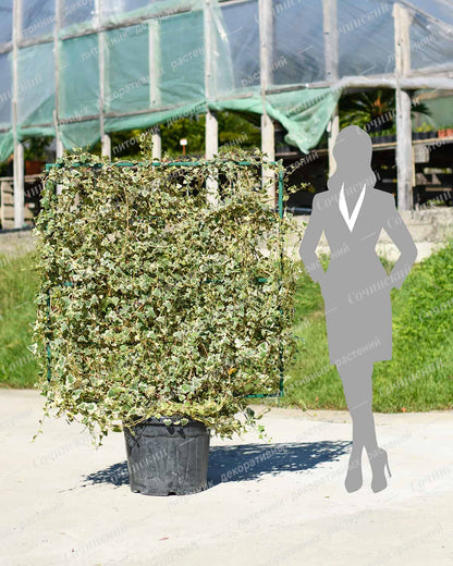 Iedera "Elegantissima" palier / Hedera helix "Elegantissima"/ - Gradina Noastra