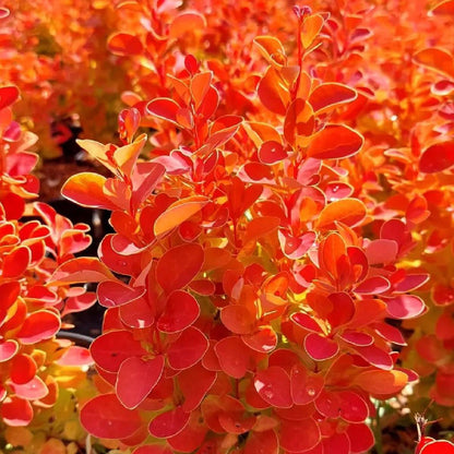 Dracila &quot;Orange Ice&quot; / Berberis thunbergii &quot;Orange Ice&quot;/