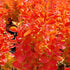 Dracila "Orange Ice" / Berberis thunbergii "Orange Ice"/ by gradina-noastra