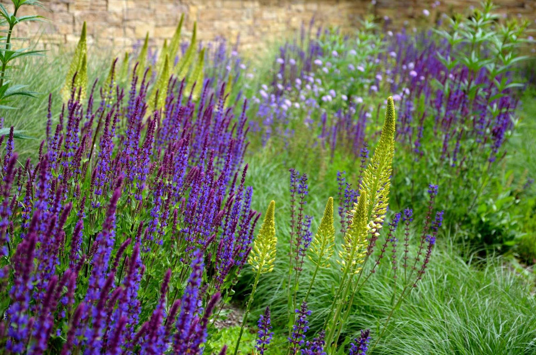 Salvia nemorosa &