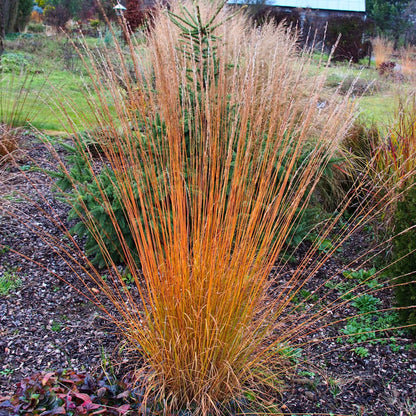Molinia caerulea "Poul Petersen" - Gradina Noastra
