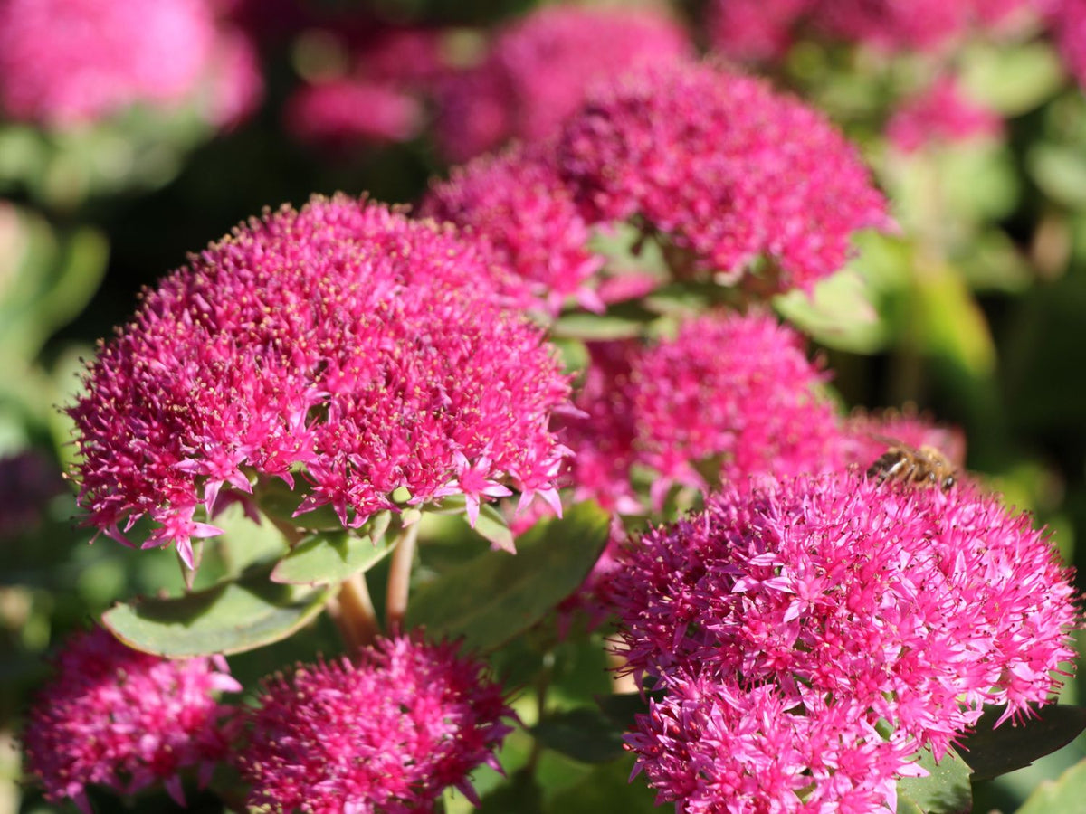 Planta Roz Sedum Spectabile Carl Iarba Grasa Planta Roz Intens – Gradina Noastra