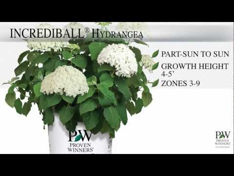 Hortensia paniculata &quot;Bobo&quot;/ Hydrangea paniculata &quot;Bobo&quot;/