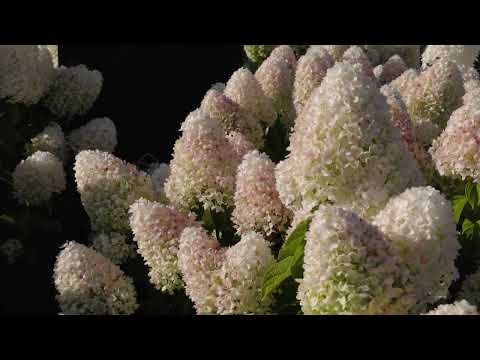 Hortensia paniculata Living Creation Mix/Buc / Hydrangea paniculata Living Creation Mix/