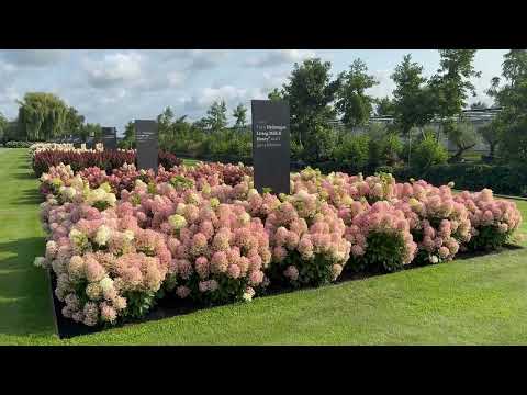 Hortensia paniculata Living Creation Mix/Buc / Hydrangea paniculata Living Creation Mix/