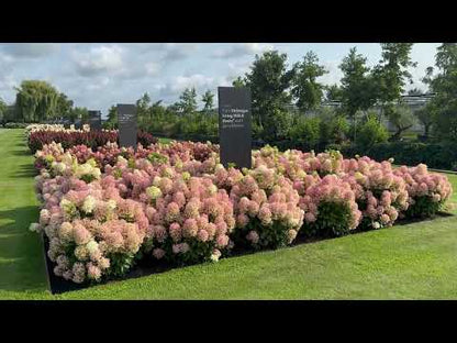 Hortensia paniculata Living Creation Mix/Buc / Hydrangea paniculata Living Creation Mix/
