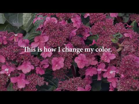 Hortensia paniculata Living Creation Mix/Buc / Hydrangea paniculata Living Creation Mix/