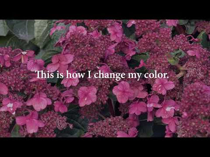 Hortensia paniculata Living Creation Mix/Buc / Hydrangea paniculata Living Creation Mix/