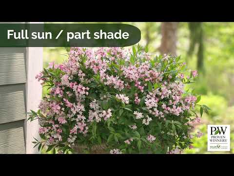 Deutzia × ‘Yuki Cherry Blossom®’