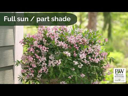 Deutzia × ‘Yuki Cherry Blossom®’