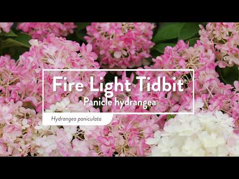 Hortensia paniculata &quot;Fire Light Tiny Bit&quot; / hydrangea paniculata &quot;Fire Light Tiny Bit&quot; /