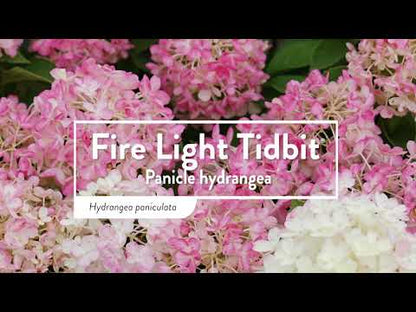 Hortensia paniculata &quot;Fire Light Tiny Bit&quot; / hydrangea paniculata &quot;Fire Light Tiny Bit&quot; /