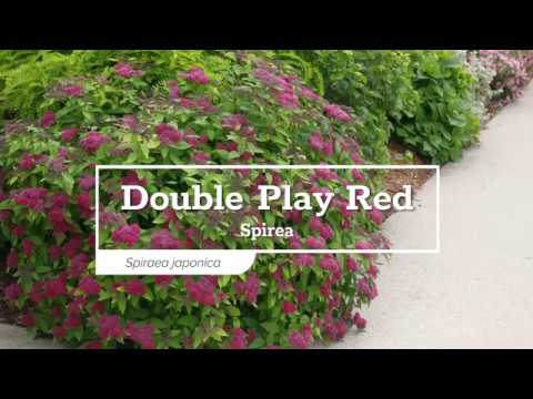 Spiraea japonica "Double Play® Red"/ Cununita "Double Play® Red" /