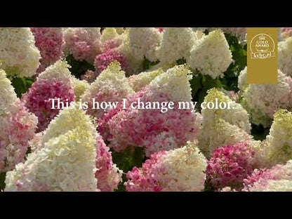Hortensia paniculata Living Creation Mix/Buc / Hydrangea paniculata Living Creation Mix/